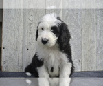 Small Photo #1 Sheepadoodle Puppy For Sale in FREDERICKSBG, OH, USA
