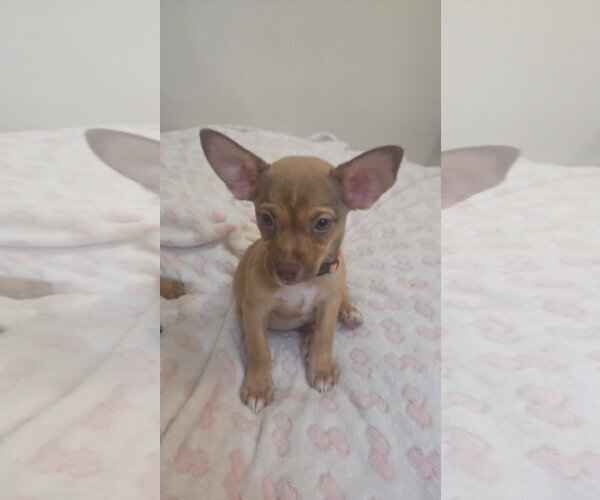 Medium Photo #1 Chihuahua-Unknown Mix Puppy For Sale in Virginia Beach, VA, USA