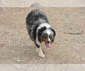 Father of the Corgi-Aussie puppies born on 05/01/2026