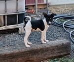 Puppy Mitch Rat Terrier