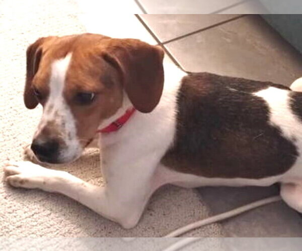 Medium Photo #8 Beagle Puppy For Sale in Dunnellon, FL, USA