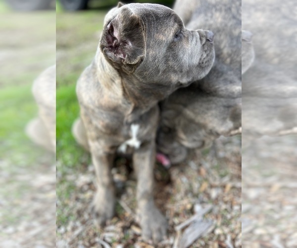 Medium Photo #12 Cane Corso Puppy For Sale in OCEANSIDE, CA, USA