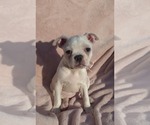 Small Photo #13 Boston Terrier Puppy For Sale in ALBANY, OH, USA