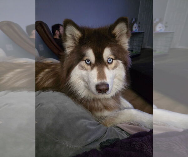 Medium Photo #1 Alaskan Malamute-Huskies  Mix Puppy For Sale in Fort Collins, CO, USA