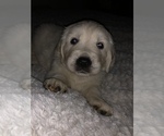 Small Photo #6 Golden Retriever Puppy For Sale in PEORIA, AZ, USA