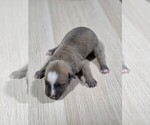 Puppy Tan Female American Pit Bull Terrier