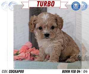 Medium Cockapoo (Toy)