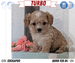 Puppy Turbo Cockapoo (Toy)