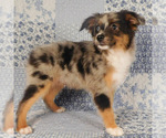 Small #3 Miniature Australian Shepherd