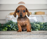 Small Photo #7 Dachshund Puppy For Sale in NAPPANEE, IN, USA