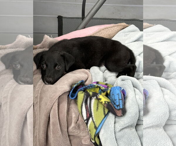 Medium Photo #5 Labrador Retriever-Unknown Mix Puppy For Sale in Garner, NC, USA