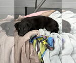 Small #4 Labrador Retriever Mix