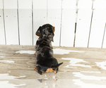 Small #4 Dachshund