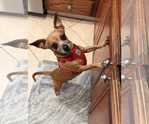 Chiweenie Dogs for adoption in Mission Viejo, CA, USA