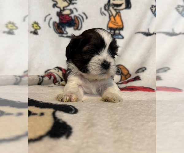 Medium Photo #3 Zuchon Puppy For Sale in NEW YORK MILLS, MN, USA