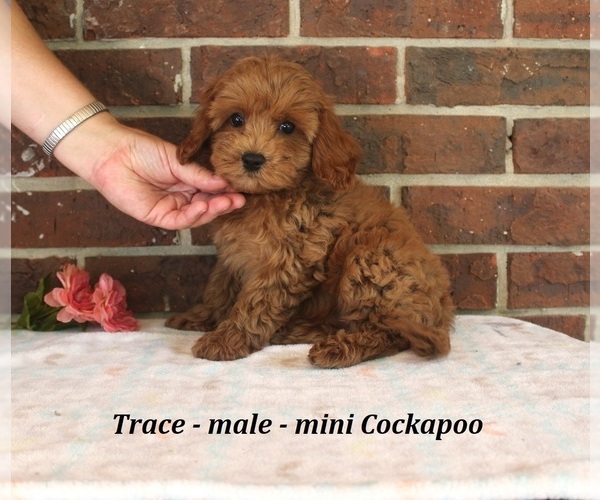 Medium Photo #4 Cockapoo (Miniature) Puppy For Sale in CLARKRANGE, TN, USA