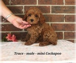 Small #3 Cockapoo (Miniature)