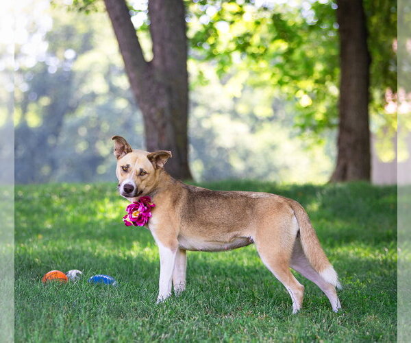 Medium Photo #6 Siberian Husky-Unknown Mix Puppy For Sale in Unionville, PA, USA