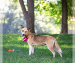 Small #5 Siberian Husky Mix