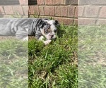 Small Photo #6 English Bulldog Puppy For Sale in CLEVELAND, NC, USA