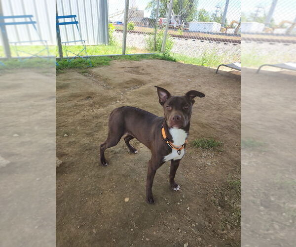 Medium Photo #3 Mutt Puppy For Sale in Evansville, IN, USA