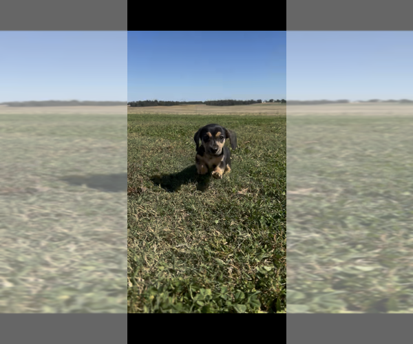 Medium Photo #6 Dachshund Puppy For Sale in GUTHRIE, KY, USA