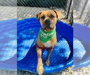 CHYLA - Female Boxer-Bullmastiff Mix Dog for Adoption - Photo #3