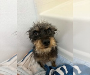 Crypto - Male Mutt Dog for Adoption - Photo #8