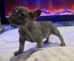 Small #4 French Bulldog