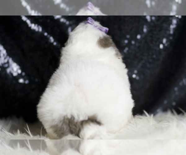 Medium Photo #7 Goldendoodle (Miniature) Puppy For Sale in WARSAW, IN, USA