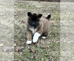 Small Akita