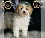 Small Photo #128 Maltipoo (Miniature) Puppy For Sale in WARSAW, IN, USA