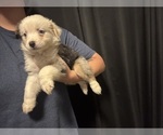 Puppy Benzie Australian Shepherd