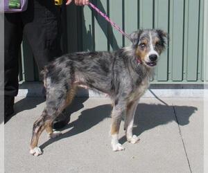 Australian Shepherd Dogs for adoption in Louisville, KY, USA