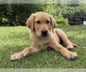 Labrador Retriever Puppy for sale in EAGAN, MN, USA