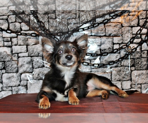 Medium Photo #13 Chihuahua Puppy For Sale in CHARLESTON, AR, USA
