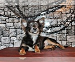 Puppy Blue Chihuahua