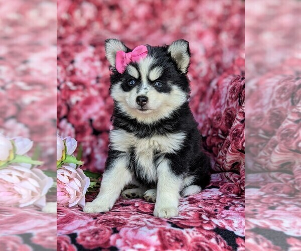 Medium Photo #3 Pomsky Puppy For Sale in CHRISTIANA, PA, USA
