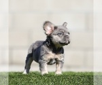Small #1 French Bulldog