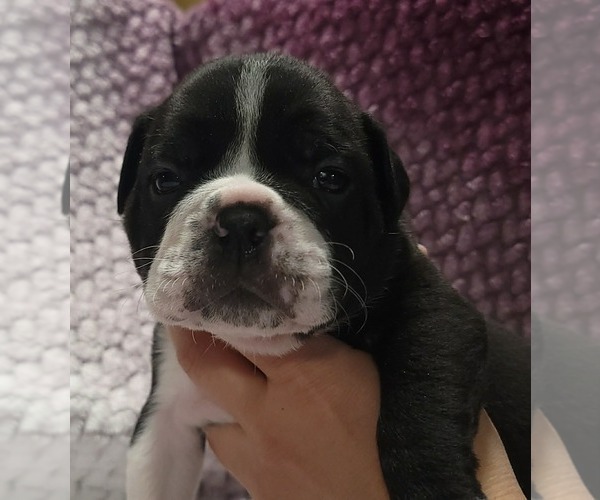 Medium Photo #3 Olde English Bulldogge Puppy For Sale in ATHOL, ID, USA