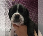 Small #2 Olde English Bulldogge
