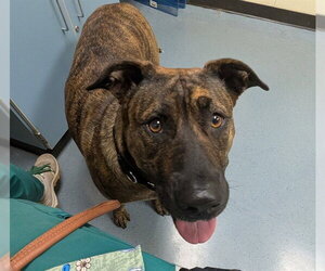 American Staffordshire Terrier-Unknown Mix Dogs for adoption in Denver, CO, USA