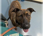 DRY BONES - Female American Staffordshire Terrier-Unknown Mix Dog for Adoption - Small photo