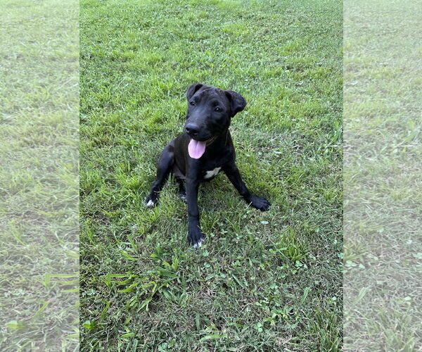 Medium Photo #3 American Pit Bull Terrier-Border Collie Mix Puppy For Sale in Ball Ground, GA, USA