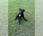 Small #2 American Pit Bull Terrier-Border Collie Mix