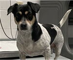 Small Rat Terrier Mix