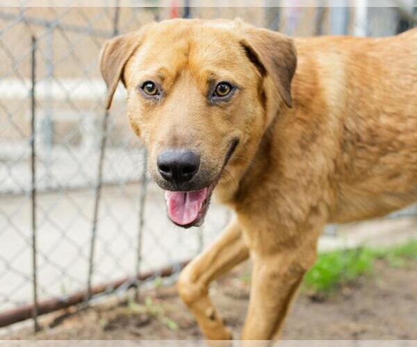 Medium Photo #1 Labrador Retriever-Unknown Mix Puppy For Sale in Tulsa, OK, USA