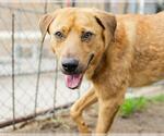 Small Labrador Retriever Mix