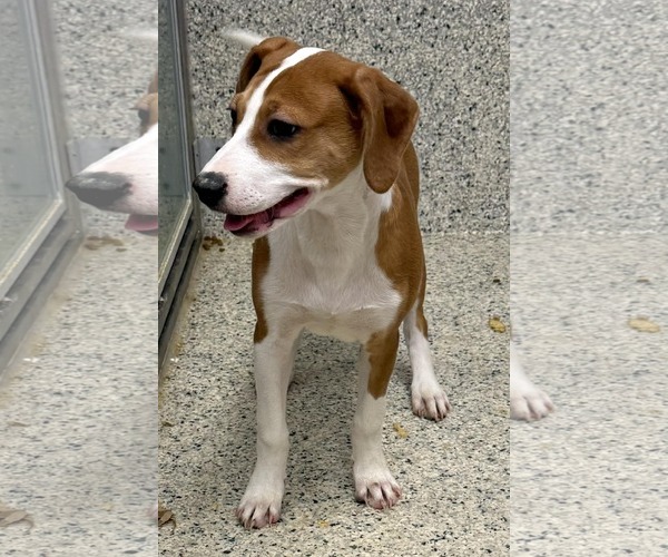 Medium Photo #3 Unknown-Vizsla Mix Puppy For Sale in Mechanicsburg, PA, USA