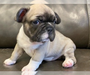 French Bulldog Puppy for Sale in CAMARILLO, California USA